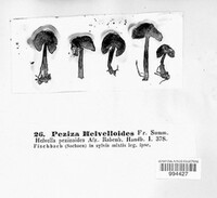 Helvella pezizoides image